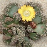 Titanopsis calcarea JLcoll.4317   ÉPUISÉ - OUT of STOCK - AGOTADO